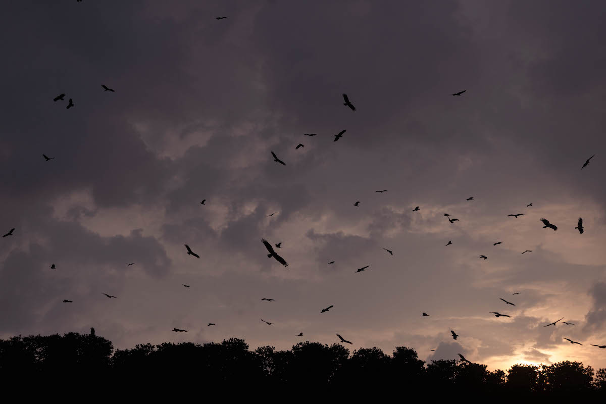 อลังการ เหยี่ยวแดง ที่ร้านบ้านทิวธารา ตราด