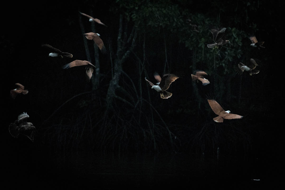 อลังการ เหยี่ยวแดง ที่ร้านบ้านทิวธารา ตราด