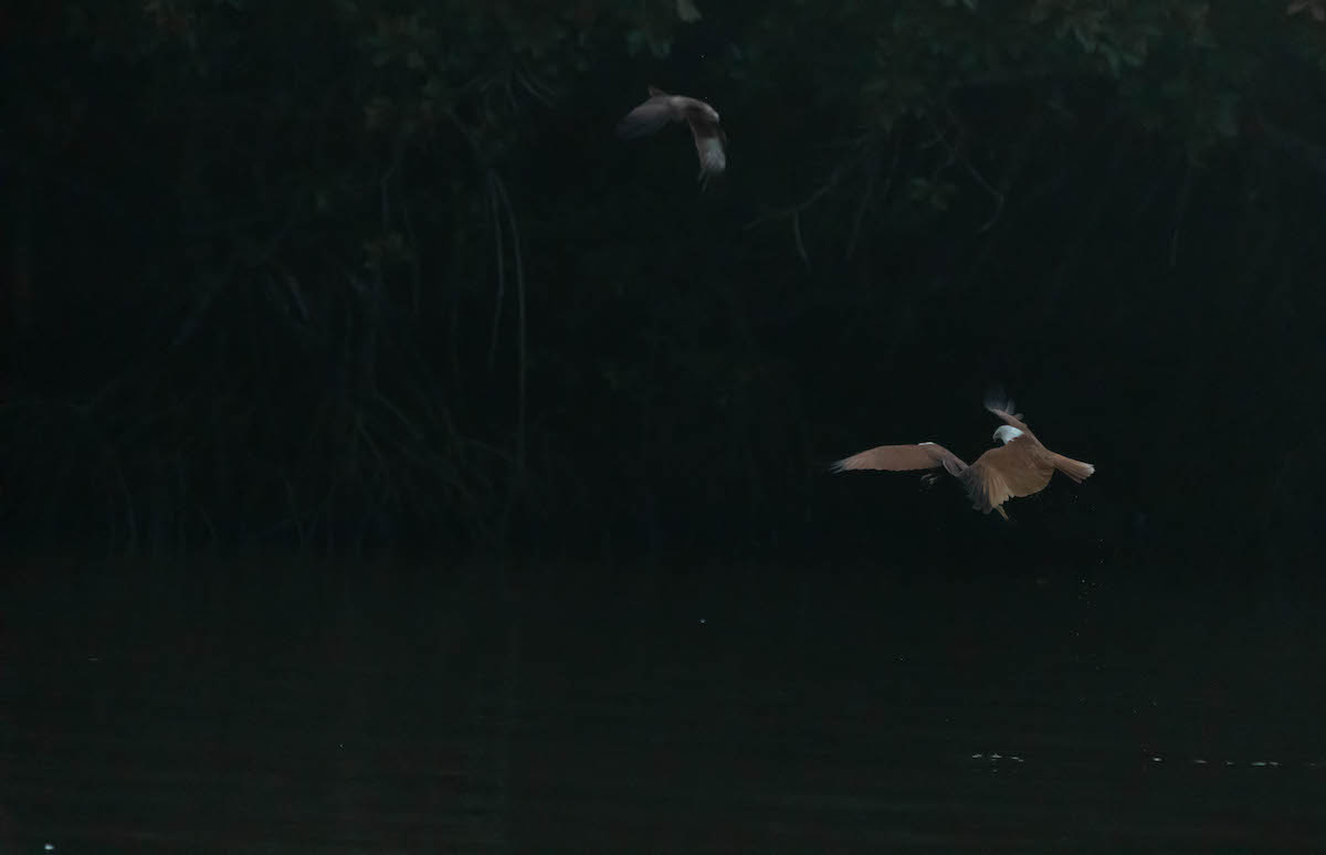 อลังการ เหยี่ยวแดง ที่ร้านบ้านทิวธารา ตราด