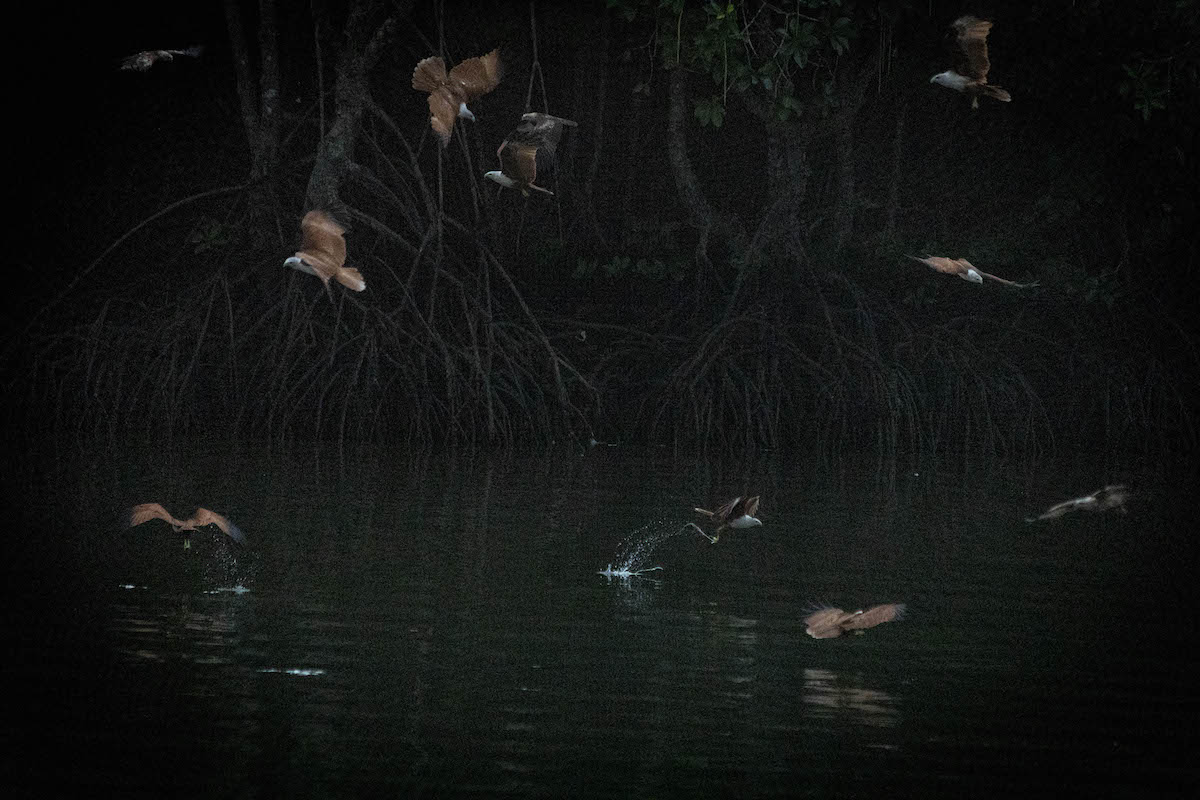 อลังการ เหยี่ยวแดง ที่ร้านบ้านทิวธารา ตราด