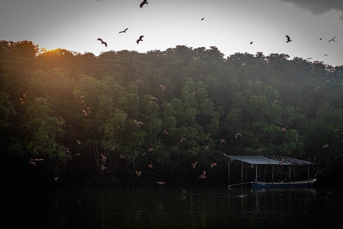 อลังการ เหยี่ยวแดง ที่ร้านบ้านทิวธารา ตราด